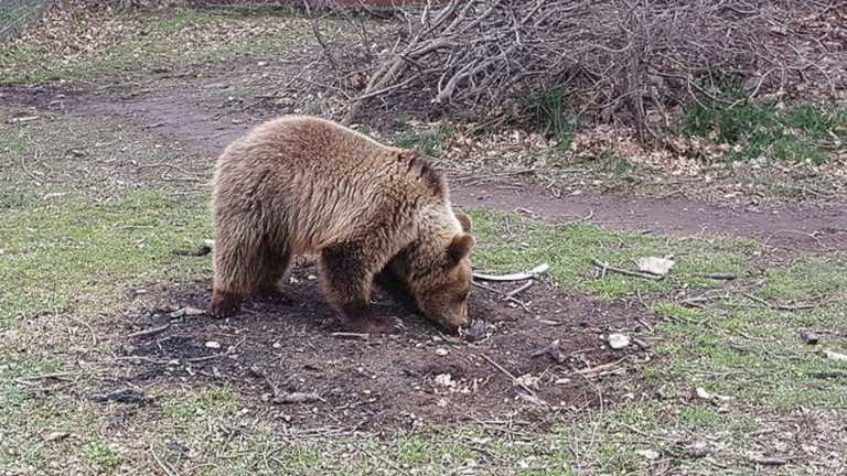 Μαγνησία: Επιδρομές από αρκούδες που τρώνε το μέλι των παραγωγών και αφήνουν πίσω τους ζημιές